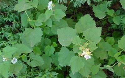 Marshmallow Althaea officinalis